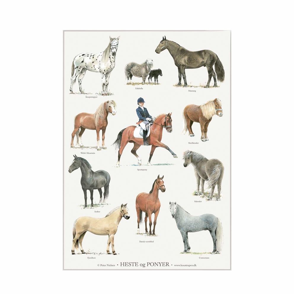 heste og pony plakat
